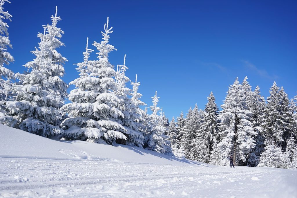 skiing, trees, snow, field, snow field, snow forest, forest, woods, woodlands, conifers, coniferous, conifer forest, nature, evergreen, winter, ski slope, snow landscape, rennsteig, thuringia germany, landscape, trail, snowy