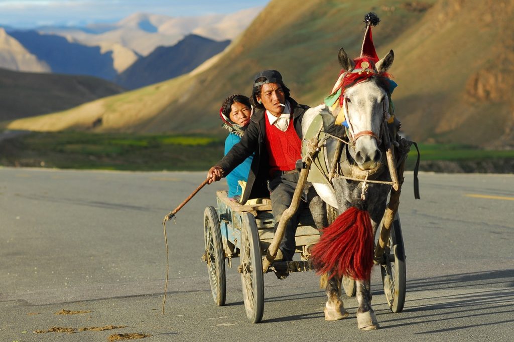 horse drawn carriage, transportation, couple, coach, people, indigenous, ethnic, tibet, landscape, horse, nature, whip, traditionally, culture, nepal